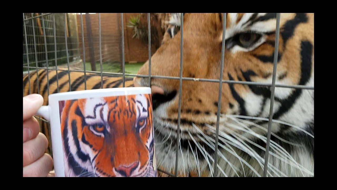 Tiger with a tiger cup , on catnip !