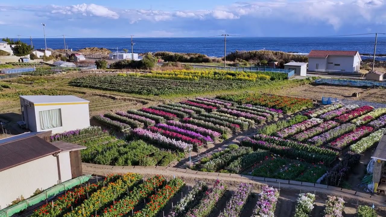 🌺花摘みシーズン🌺南房総 白間津お花畑（ドローン撮影2026.02月)