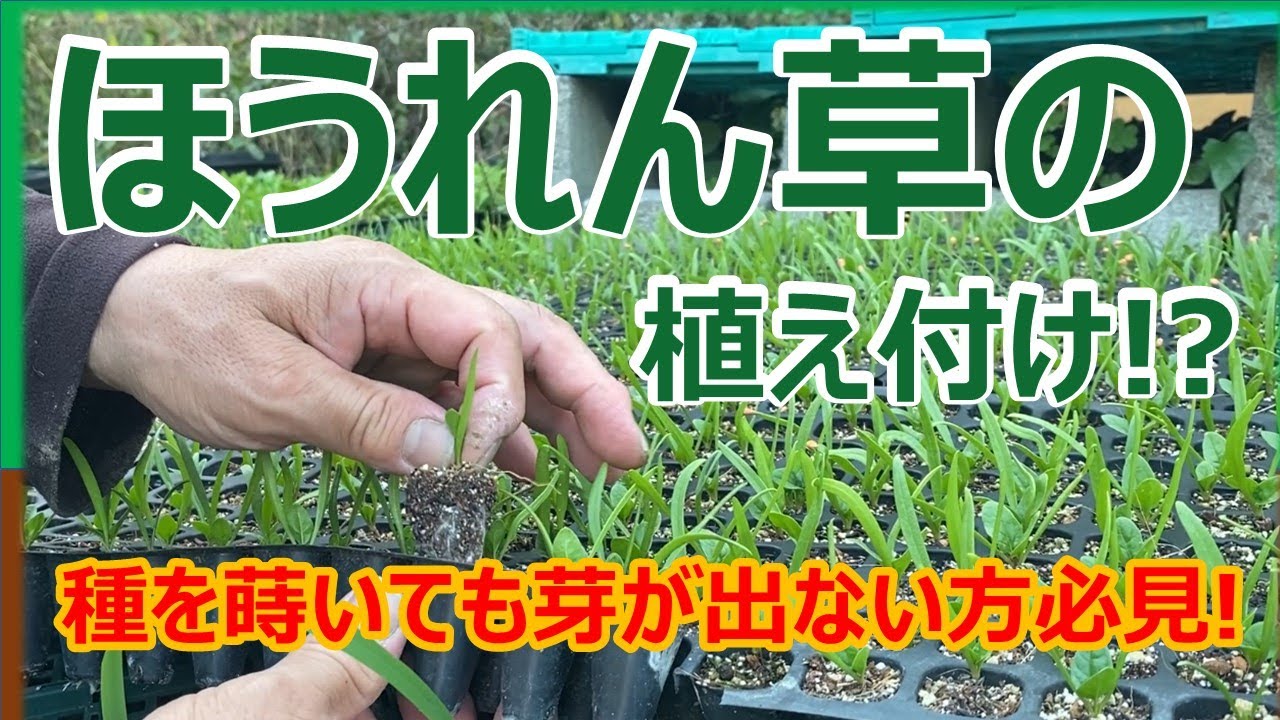 ほうれん草の芽が出ないときの対処法　ほうれん草の苗を植え付ける動画