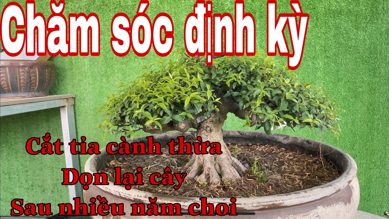 sửa kiểng bonsai p49 | chăm sóc cắt tỉa định kỳ cho cây bonsai tránh trình trạng hư hại lâu năm