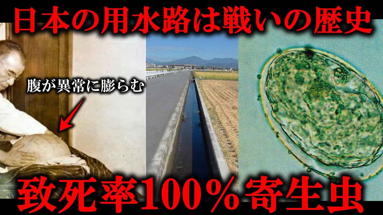 【 寄生虫 民俗学】用水路がなぜコンクリートが知ってる？ 知られざる戦いの歴史を大解説！【 日本住血吸虫 みこ主任 Vtuber】