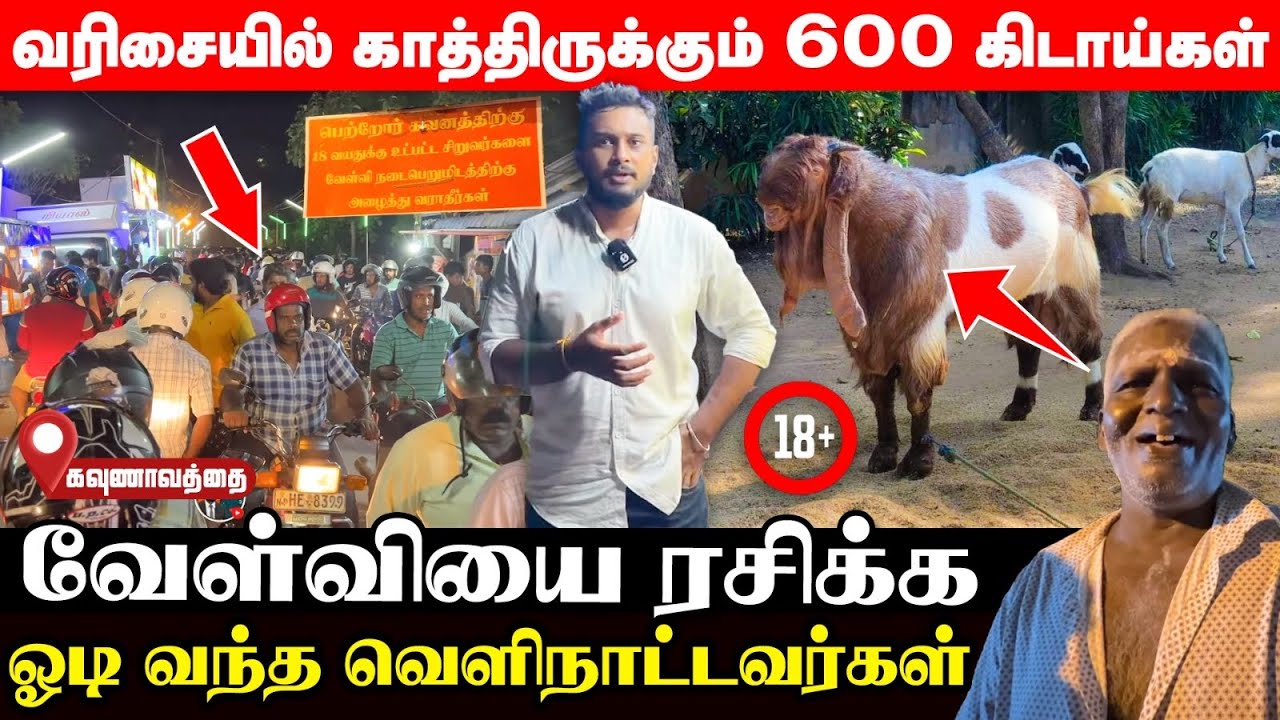 வெளிநாட்டவர்களும் வேள்வி செய்யும் கவுணாவத்தை; இலட்சக்கணக்கான பெறுமதி கிடாய்கள்! | Ushanthan View