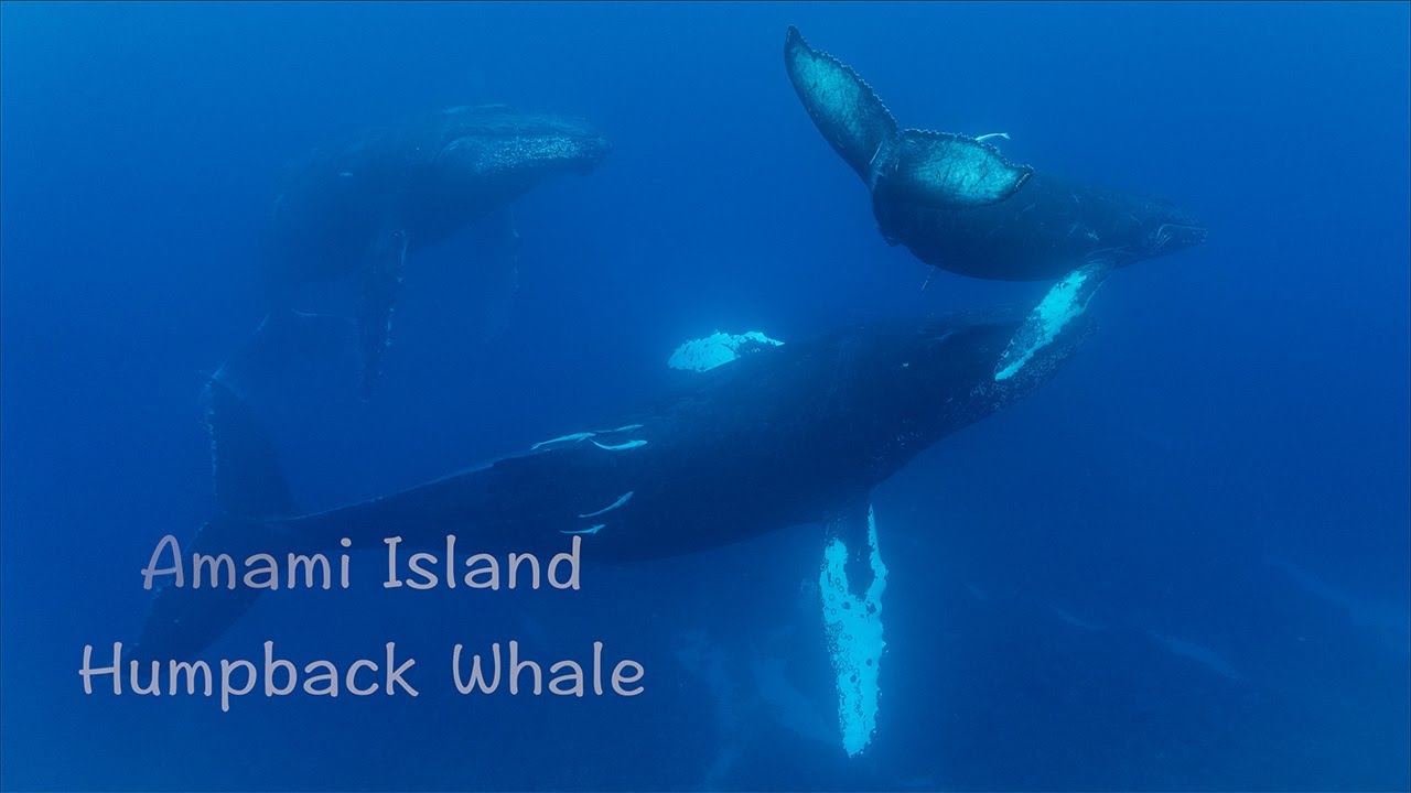 4k【ザトウクジラ】奄美大島でのんびり親子クジラとエスコートクジラとの7分間