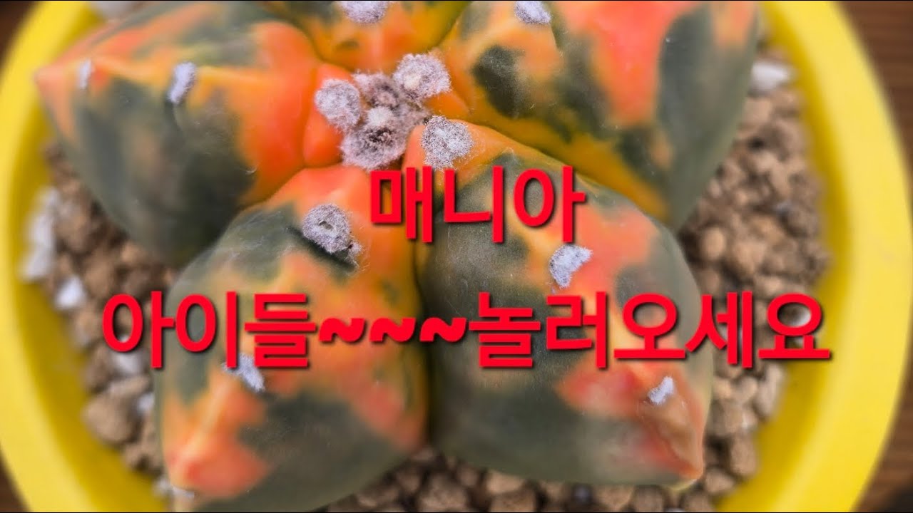 샘물다육  라이브 방송