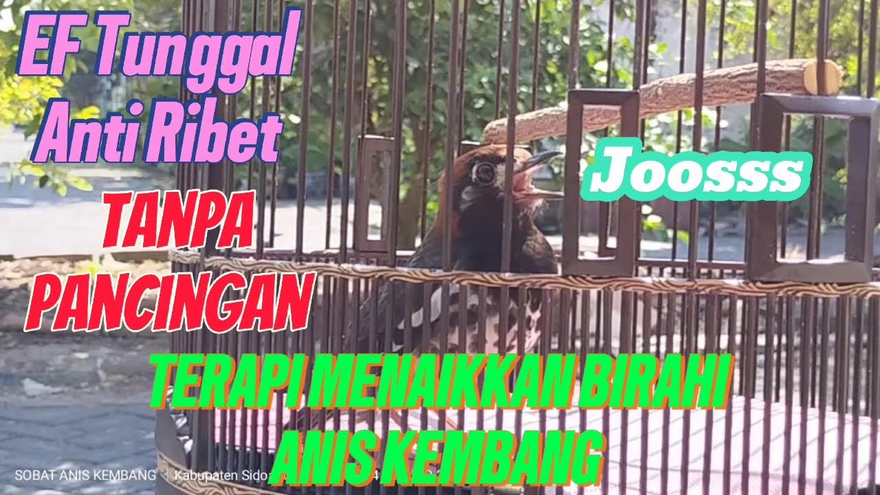 Terapi Menaikkan Birahi Anis Kembang