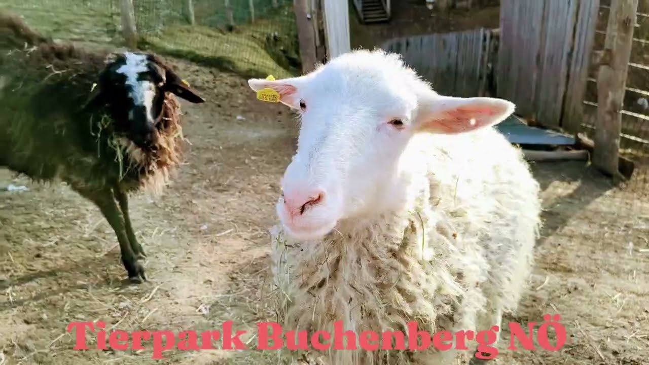 Tier Erlebnispark Buchenberg NÖ #shortvideo #youtubeshorts #tiere #animals #zoo #tierpark