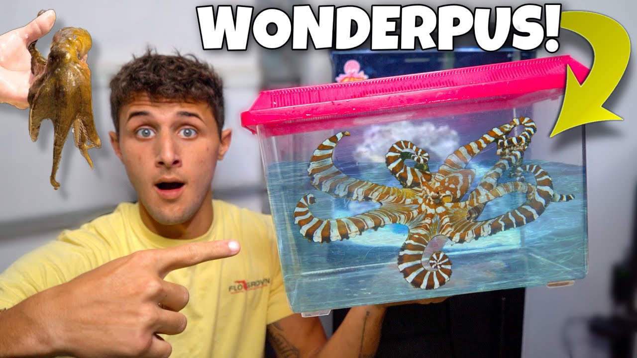 My NEW PET EXOTIC OCTOPUS!! (Amazing)