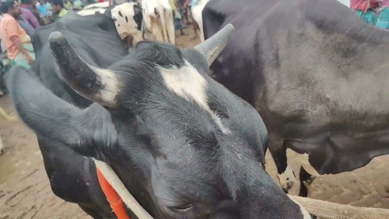 আজ আমবাড়ি হাটে ফ্রিজিয়ান বাঞ্জি মাংসের  গরুর দাম আগুন 🔥 হঠাৎ বাড়ার আসল কারণ