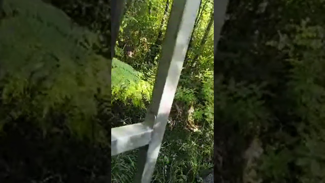 Kauri Glen Reserve New Zealand 🇳🇿