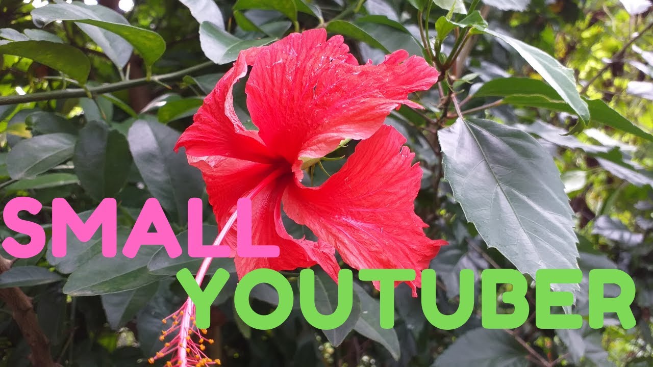 Watch this video if you're a | VERY SMALL YOUTUBER | 2020 and beyond
