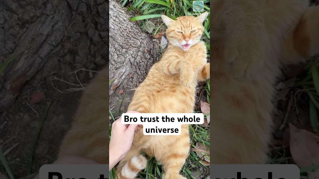 Cat has zero survival instincts 🥰 #shorts #cat #catlovers
