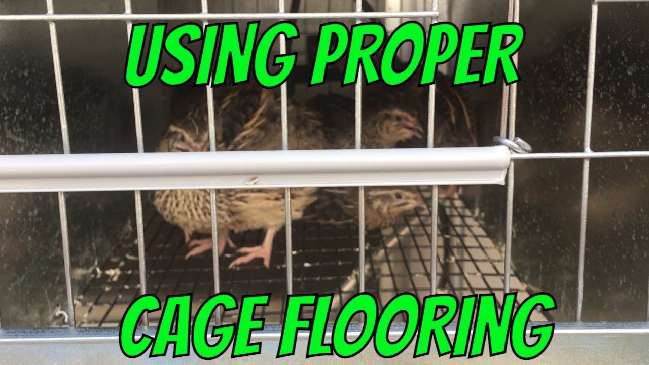 Using Proper Flooring For Your Quail Cages