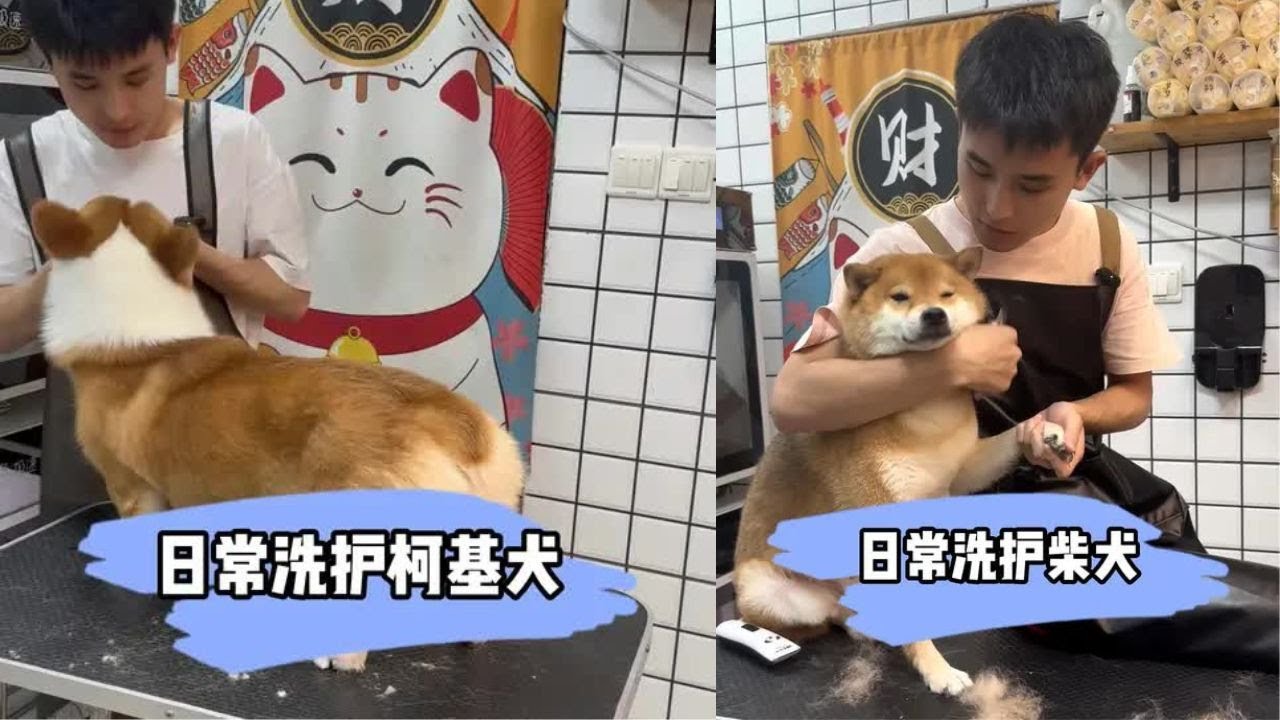 可爱柯基犬洗护，洗着洗着小哥也一块了哈哈 #貓咪洗澡 #上門洗貓 #寵物 #萌寵 #洗澡 #貓咪 #洗狗