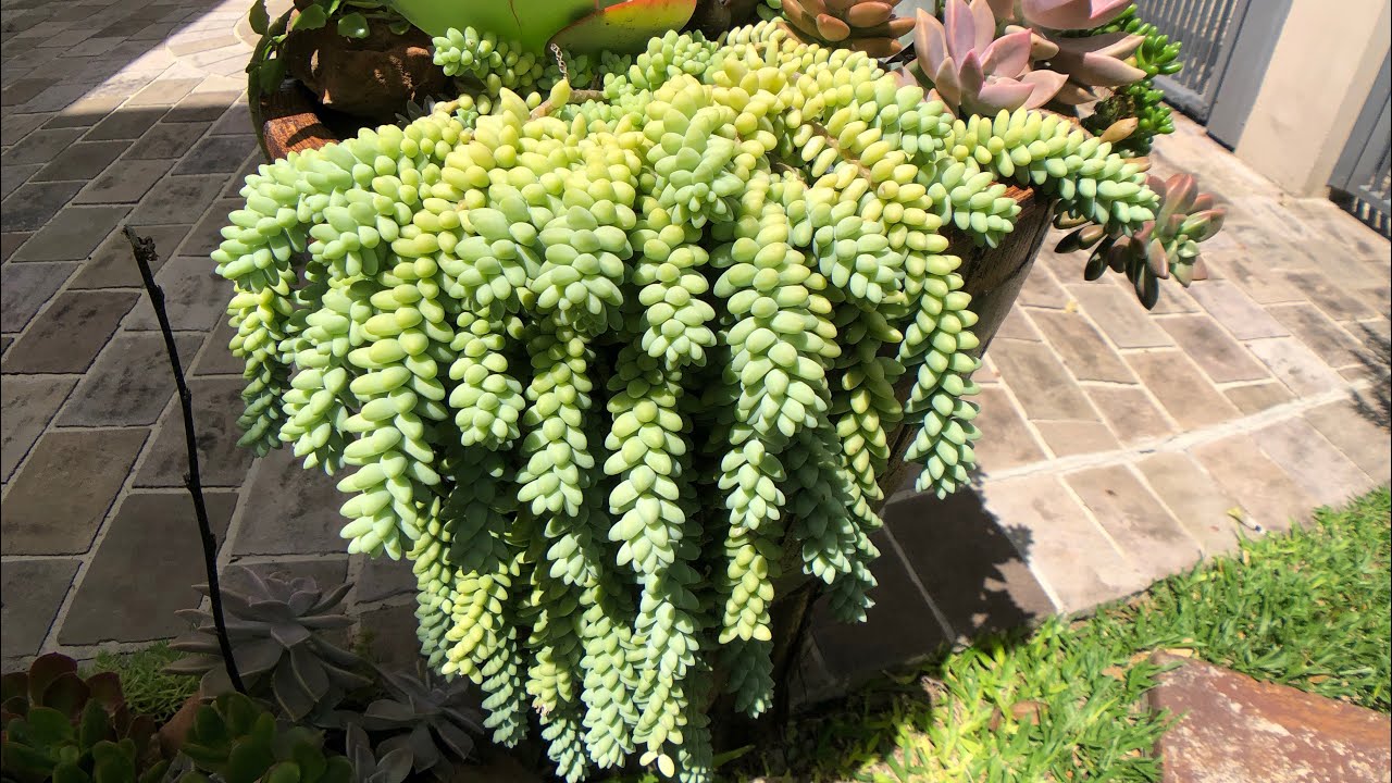 DESCUBRA como ter um VASO CHEIO da SUCULENTA RABO DE BURRO - Sedum Morganianum e BURRITO