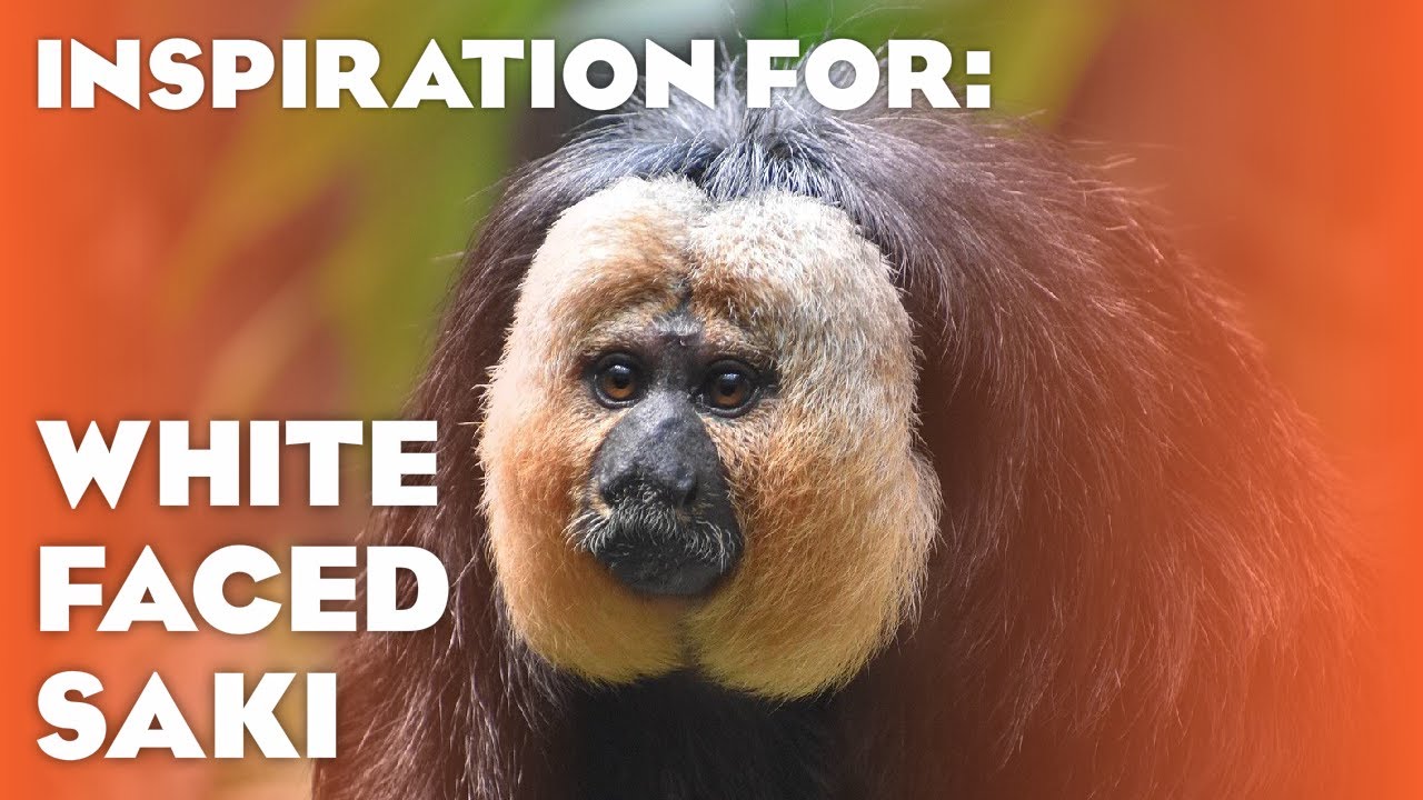 20 Real White-faced Saki Habitats! (Planet Zoo: Americas Animal Pack Inspiration)