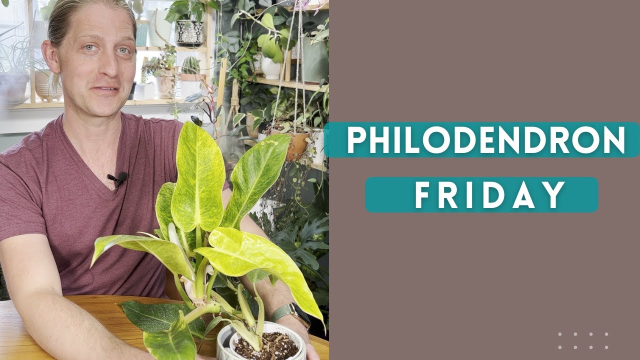 Philodendron Friday |  Caulkins Gold