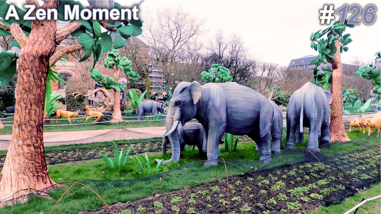 Jungle in the process of enlightenment | relaxing video