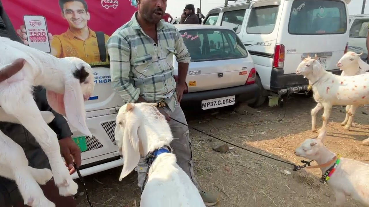 DEWAS BAKRA MANDI 20/11/2025 