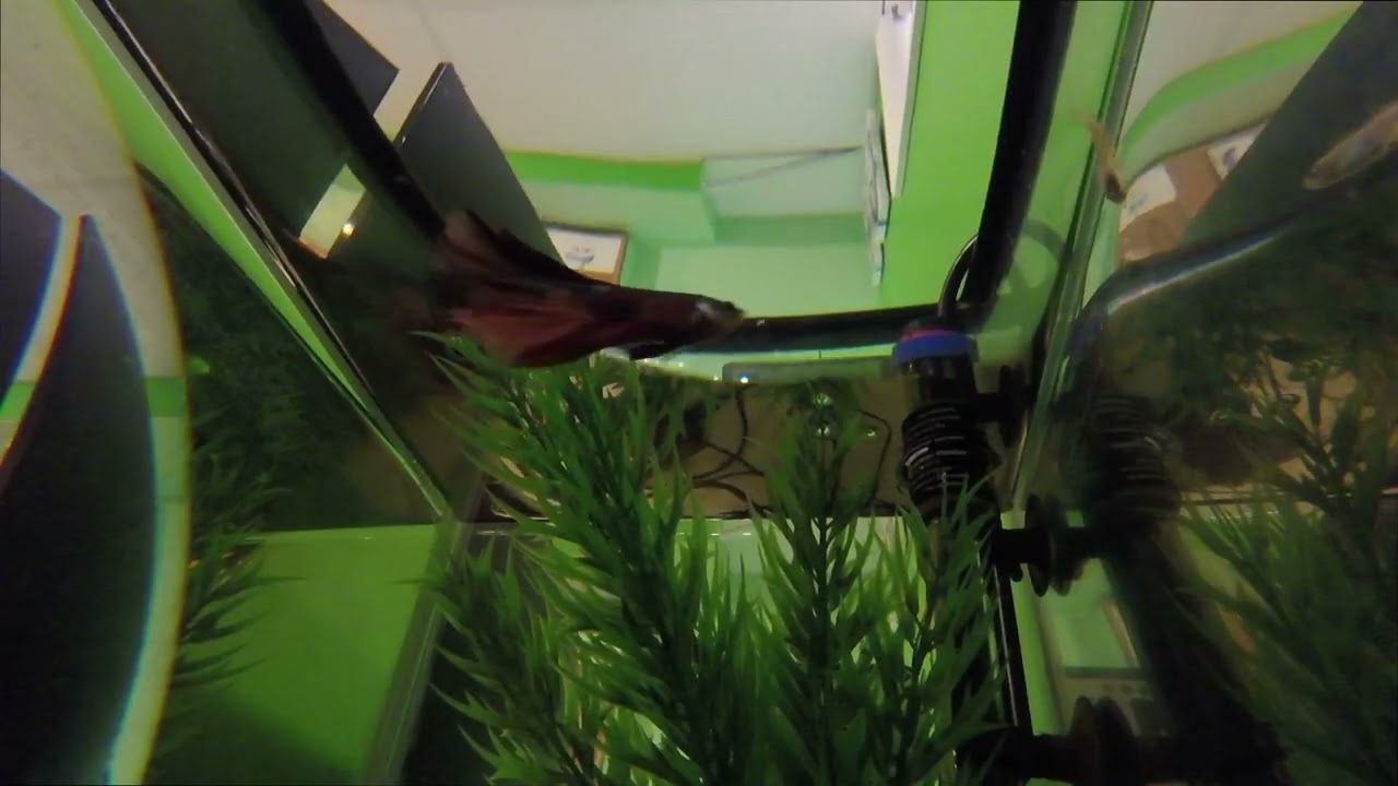 Fish series #3