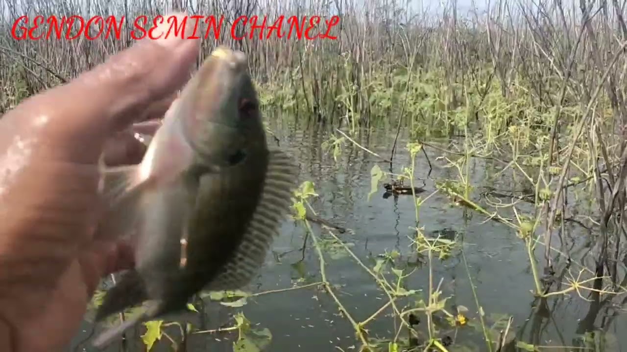 Spot deprok lagi viral ‼️|WGM TERBARU ||MANCING MANIA