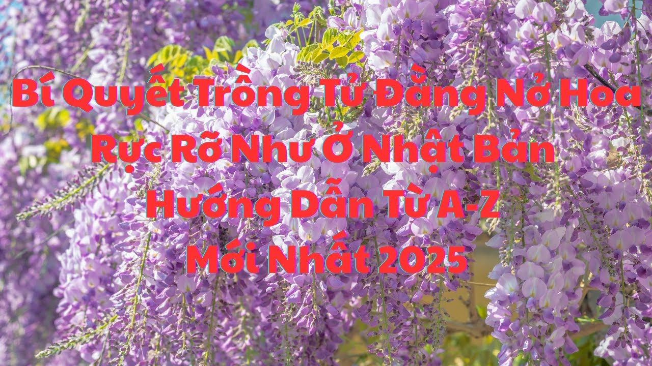 Bí Quyết Trồng Tử Đằng Nở Hoa Rực Rỡ Như Ở Nhật Bản - Hướng Dẫn Từ A-Z Mới Nhất 2025