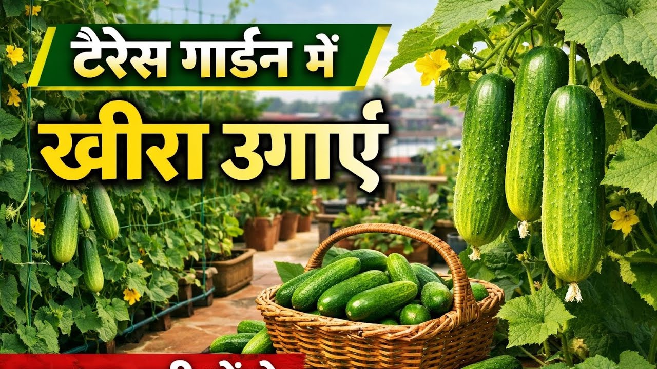 Stop Eating Chemical Cucumber ! Grow Fresh Organic Cucumber at Home 🌱