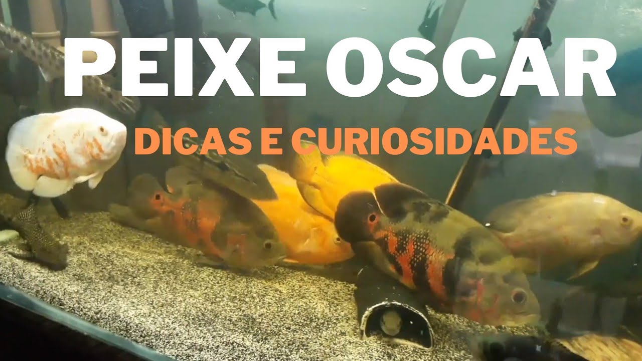 Peixe Oscar no aquário | dicas e curiosidades @aquahometv5658