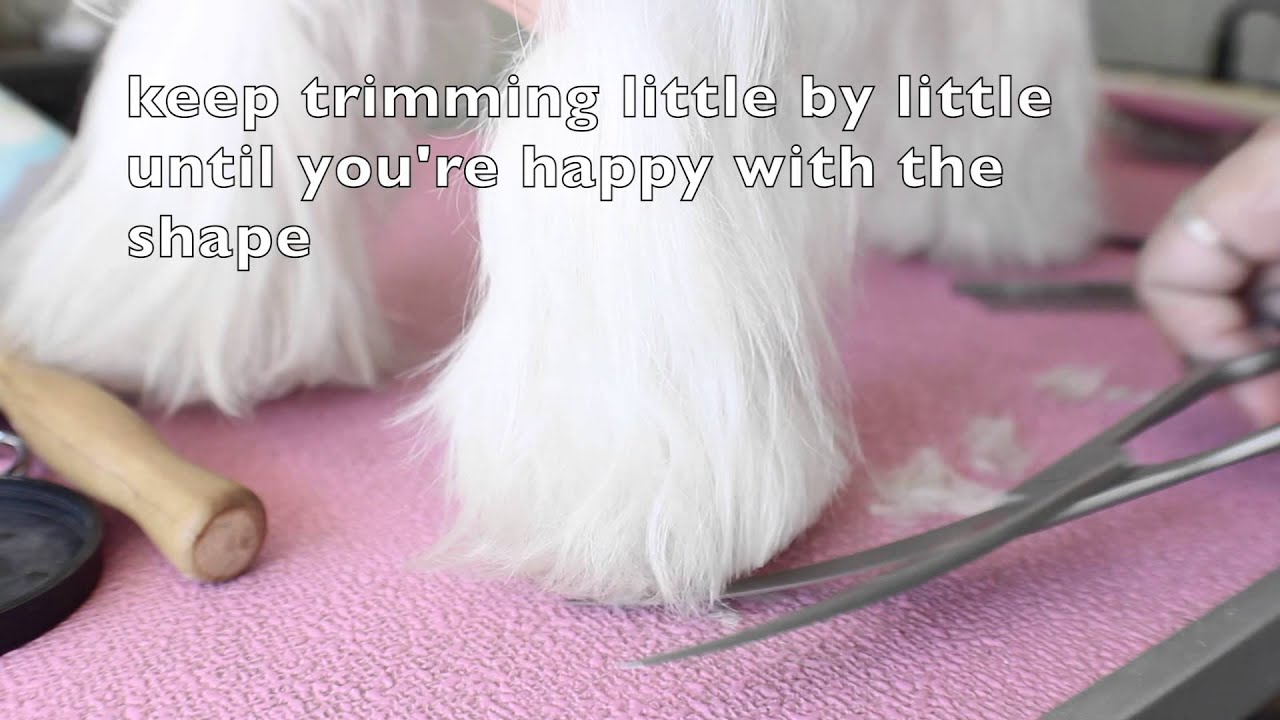 Maltese haircut tutorial: Fluffy legs and feet