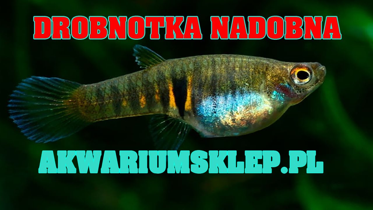 Drobnotka nadobna Neoheterandria elegans Przegląd gatunku