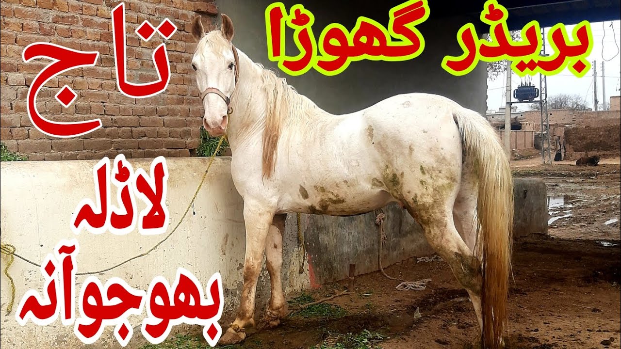 Taj Bhojoana Breeder Nukra Horse|Bral blood line| Pakistani Breeder Horse|Aminpur Bangla ki Dunya|
