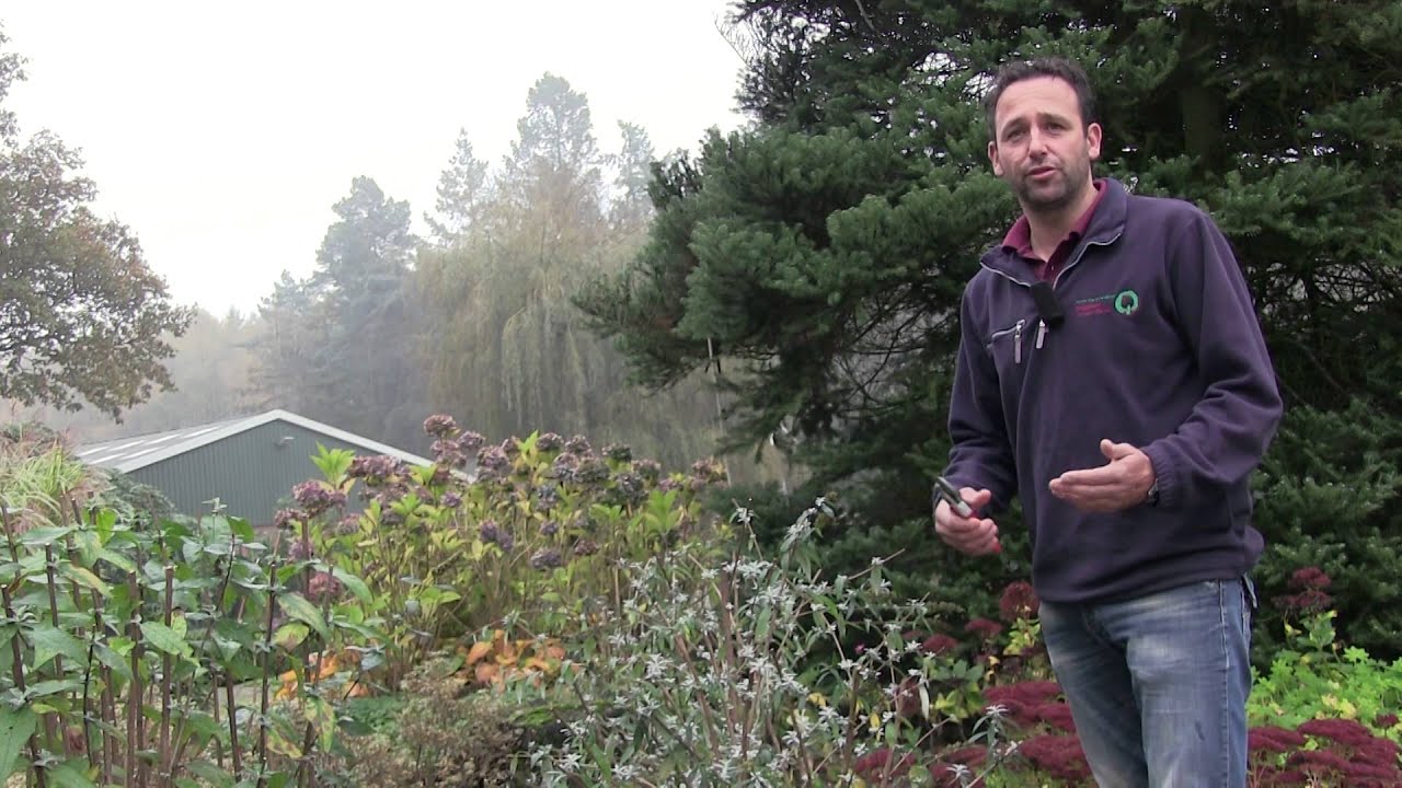 Vlinderstruik snoeien - twishgarden.nl
