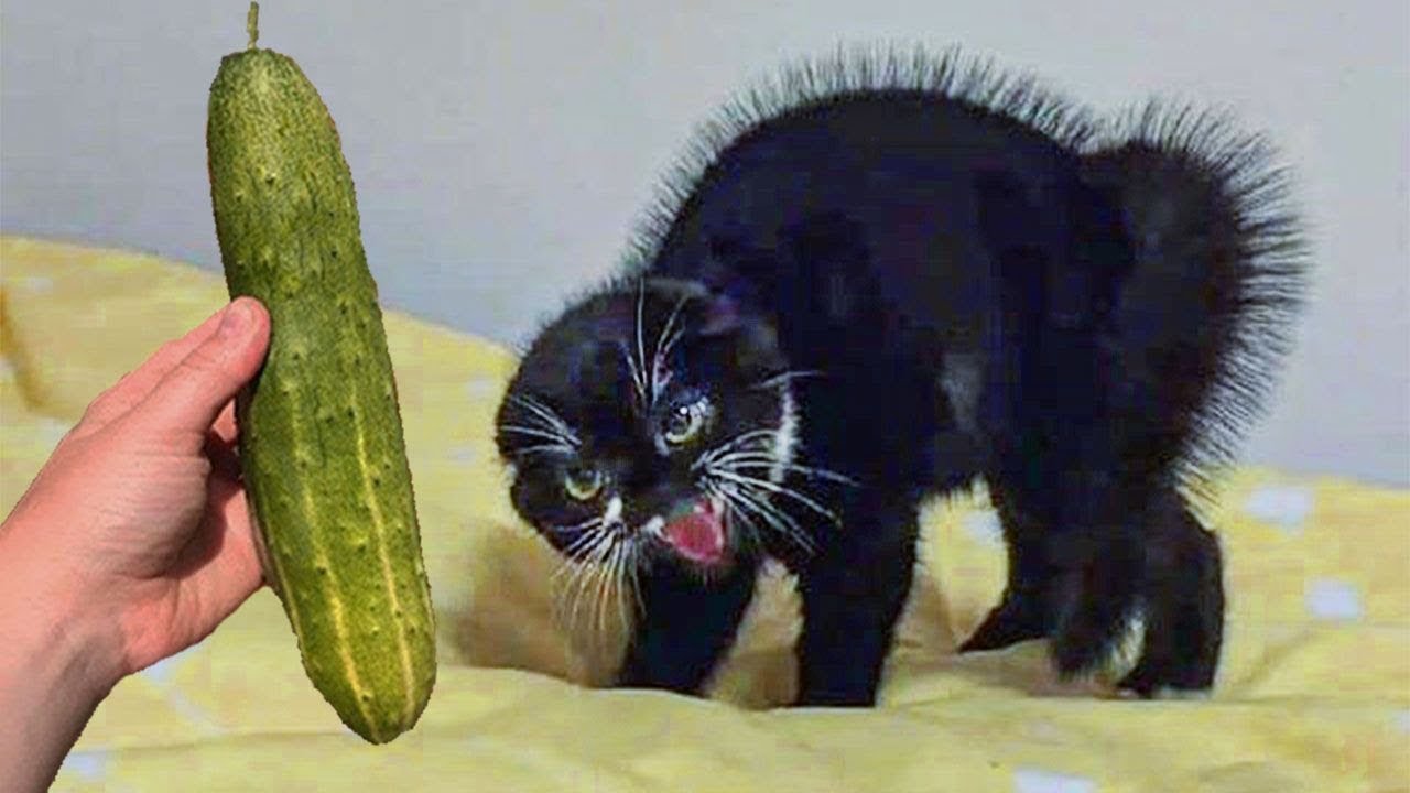 Cucumbers Scare The Life Out Of Cats 🔥🔥🔥Cat Scare Of Cucumber - Funny Cat Reaction _ Super Cats HD