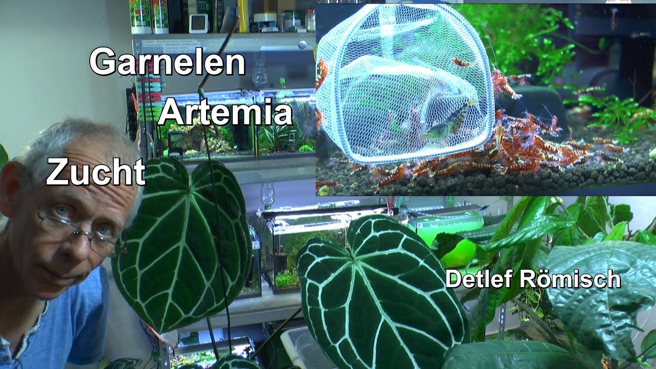 Artemia Aufzucht, Caridina Zucht und wie die Zwerggarnelen weiter pflegen mit Nachwuchs