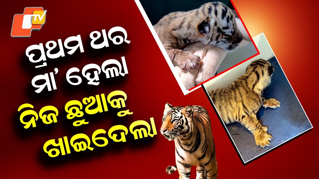 Special Story: Tragic Incident at Nandankanan Zoo; Two Cubs Lost, One Under Medical Observation