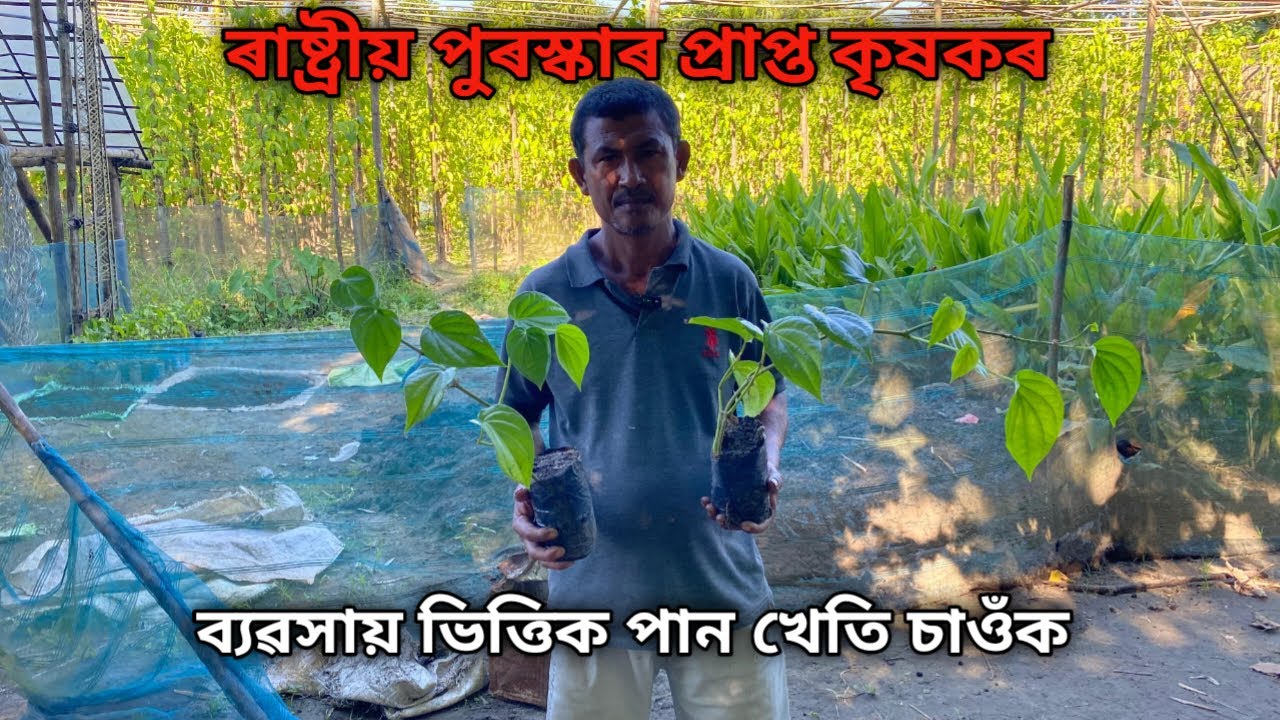 ৰাষ্ট্ৰীয় পুৰস্কাৰ প্ৰাপ্ত কৃষকৰ ব্যৱসায় ভিত্তিক পান খেতি চাওঁক|Pan Kheti Assam | Pan Kheti 