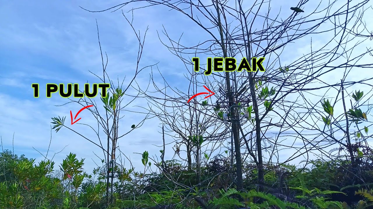 Si Candai & Pemanggil Baru Beraksi Di Atas Bukit Lagi