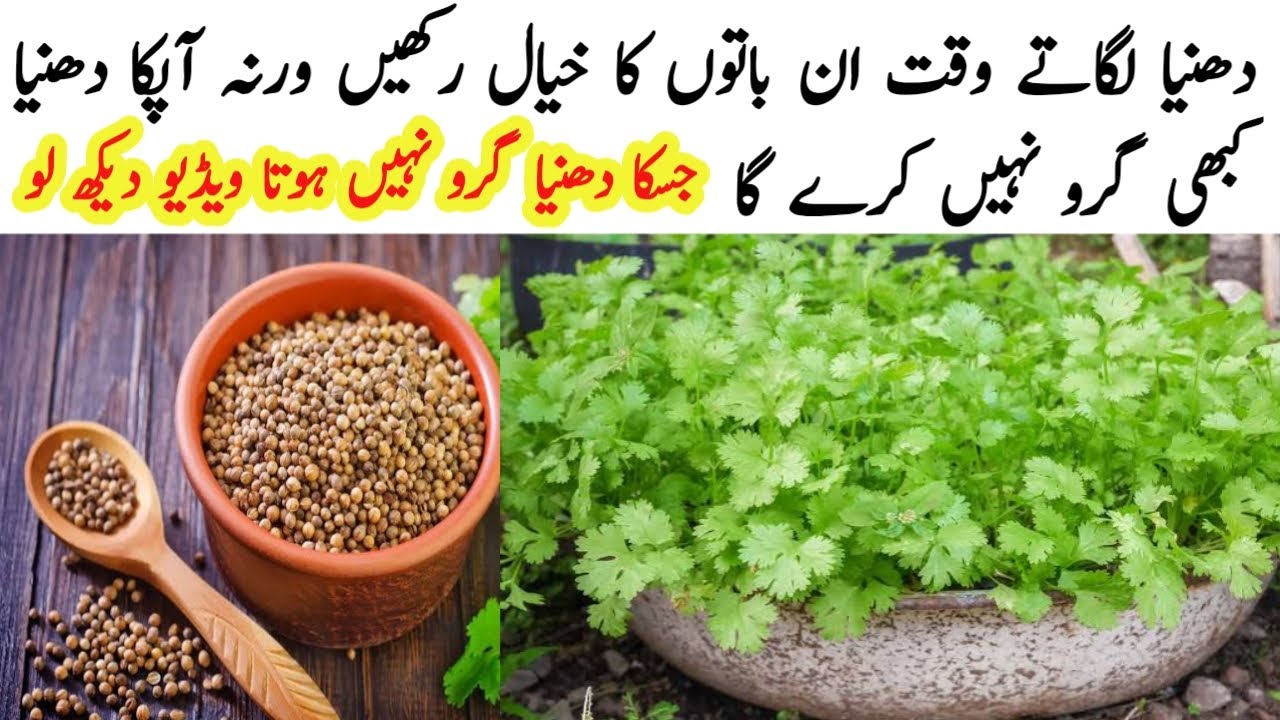 How To Grow Coriander At Home | Magical Way To Grow Coriander At Home | Hindi / Urdu