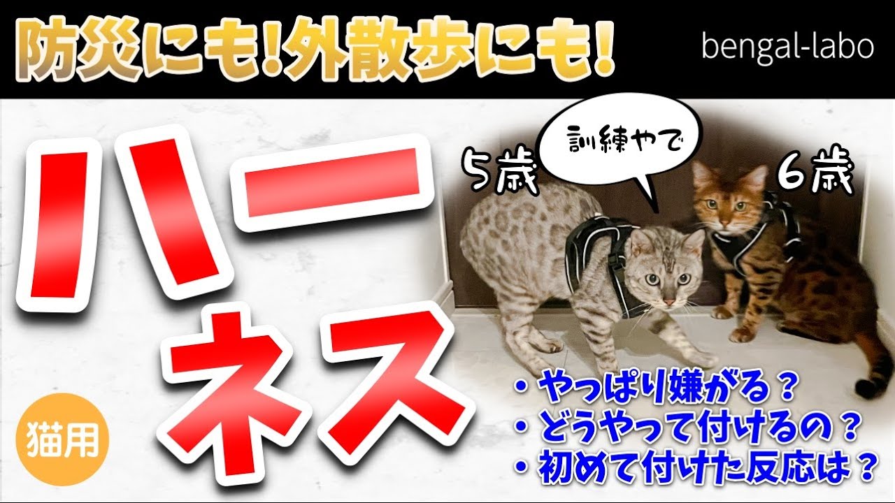 初めて猫用ハーネスを装着したらロボット化しました
