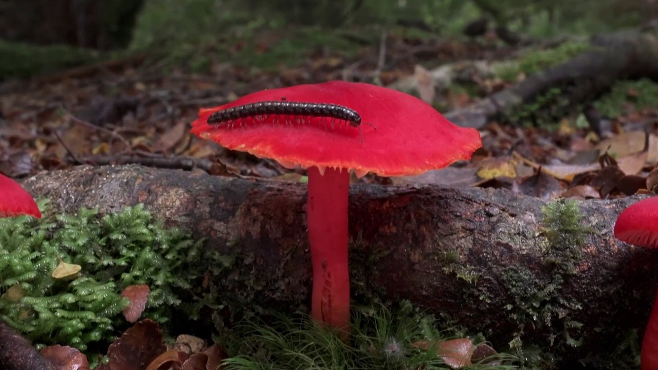 Merlin Sheldrake | The Secret Life of Fungi (2025 Live Trailer)