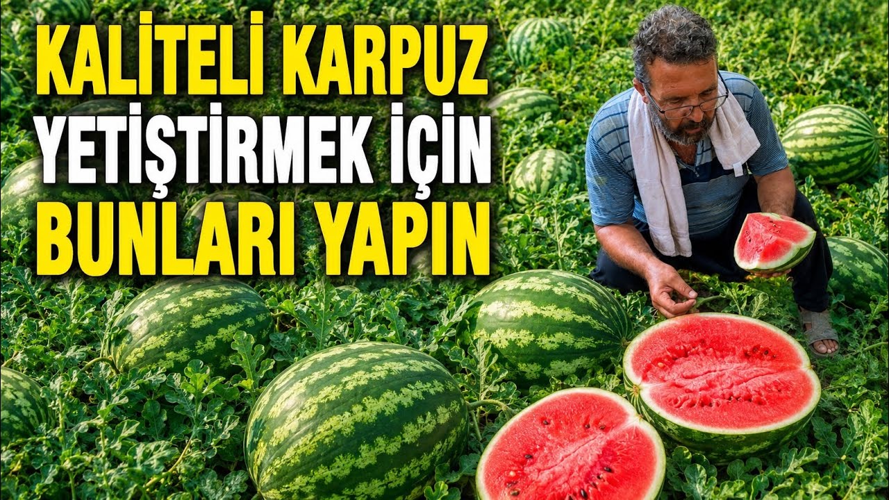 KALİTELİ KARPUZ YETİŞTİRMEK İÇİN MUTLAKA BUNLARI YAPIN ‼️