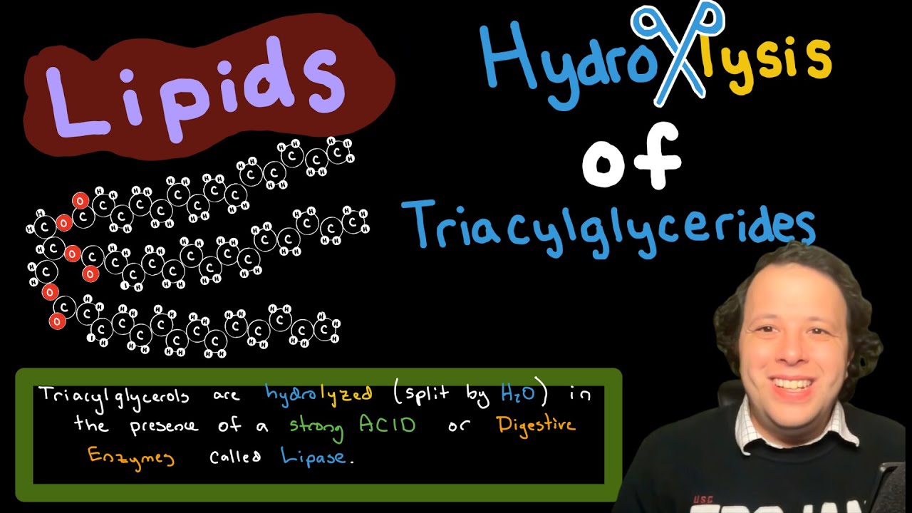 Lipids: Hydrolysis of Triacylglycerides