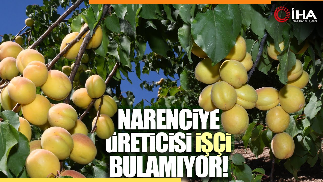 Kayısı Hasadının Başladığı Malatya'da Üreticiler İşçi Bulamıyor