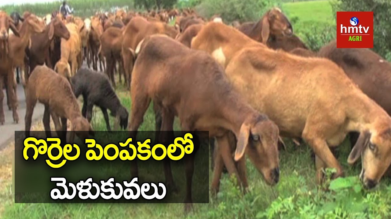 Sheep Farming Modern Methods | గొర్రెల పెంపకంలో మెళుకువలు | hmtv Agri