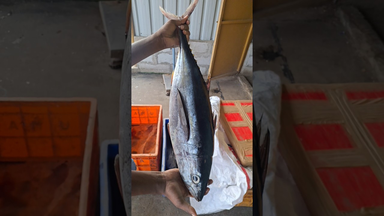 Yellowfin tuna fish #yellowfintuna #fish #fishing #shorts #short #shortvideo #shortsvideo
