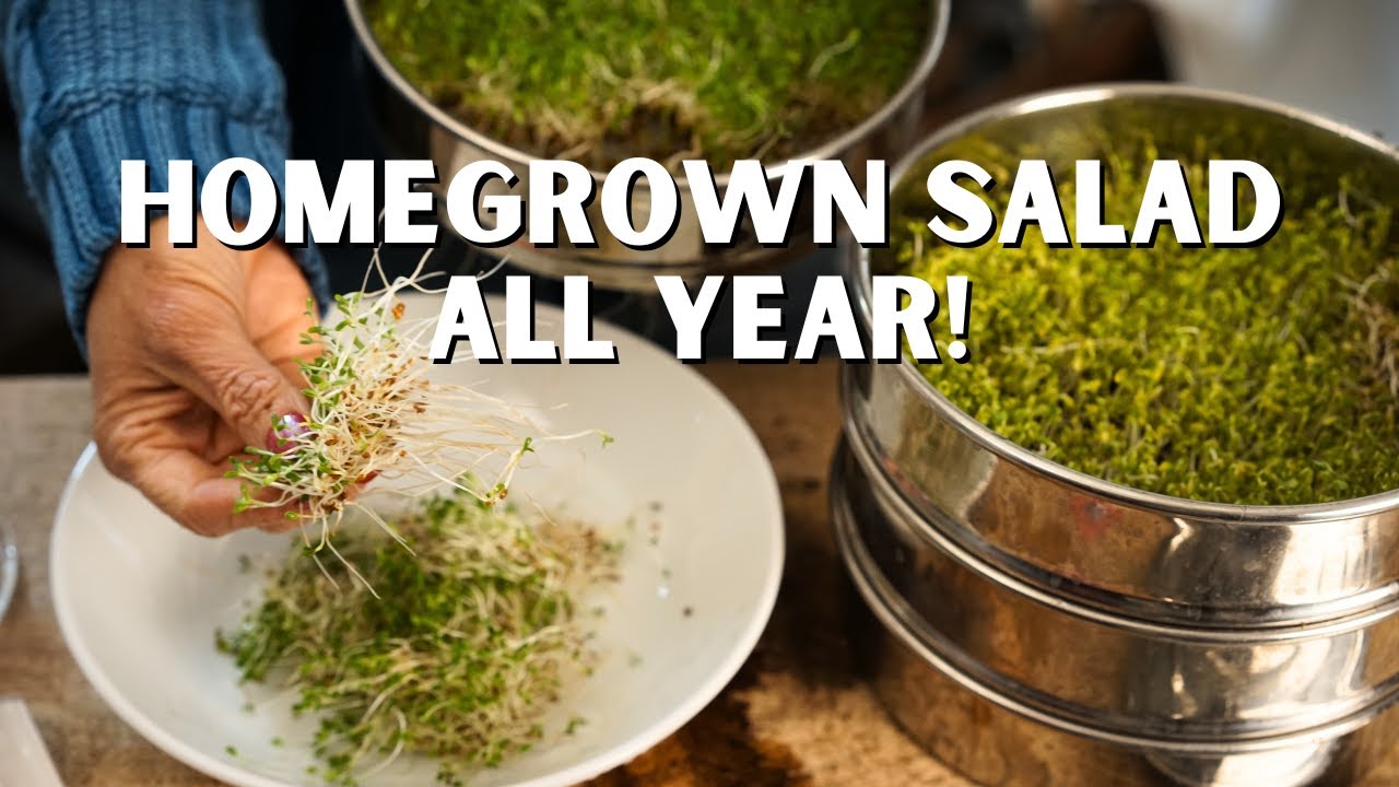 How to Grow SPROUTS at Home - Quick & Easy Harvest  🌱