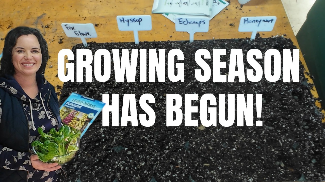 The Garden Budget Hack; Start Plants from Seeds