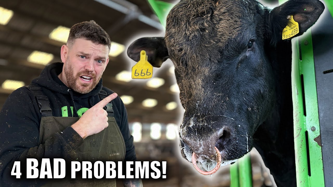 Bardzo wysoki byk&hellip; z problemem postawy