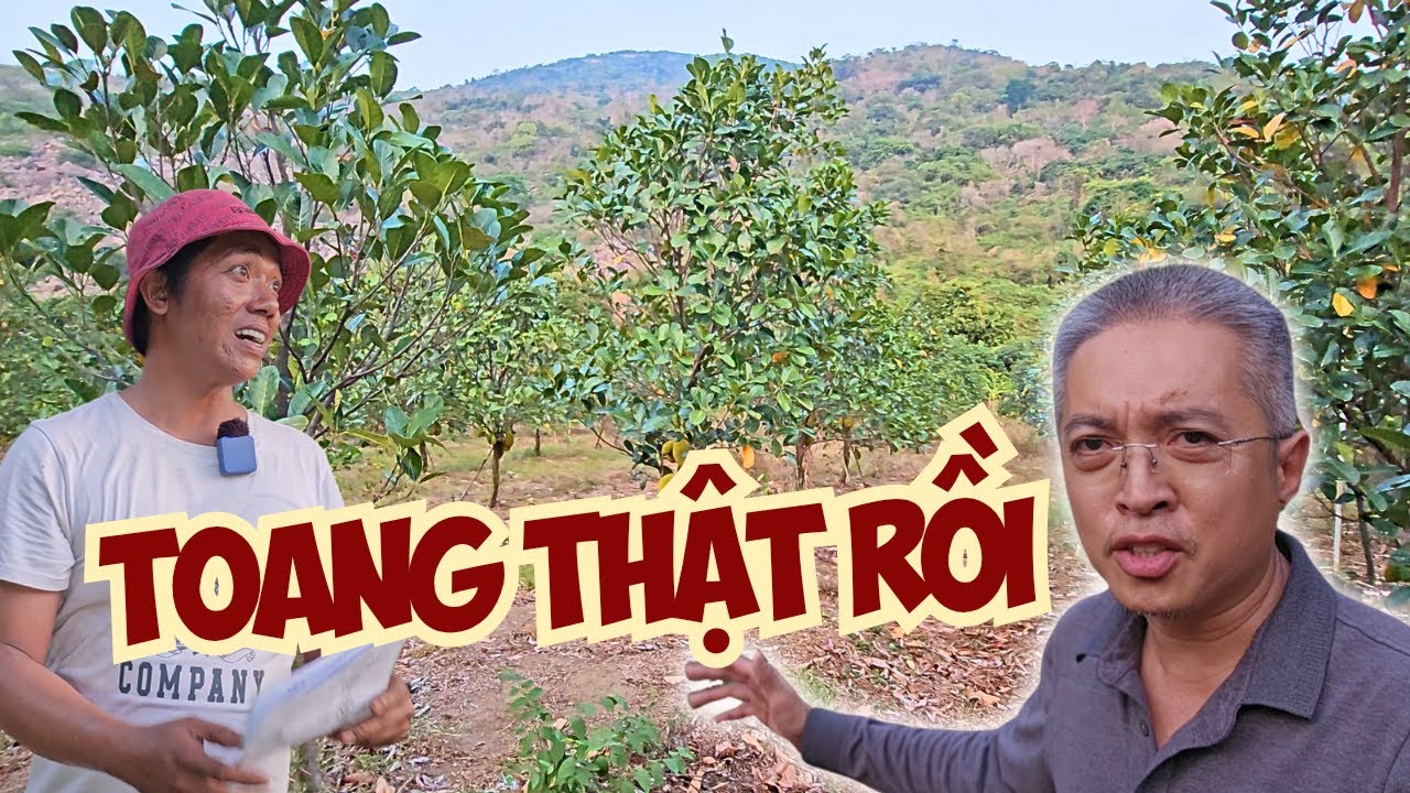 Nhà vườn Tây Ninh 3 đời gìn giữ đầy cây trái ngay chân núi Bà mà giờ phải ngậm ngùi bán giá rẻ mạt