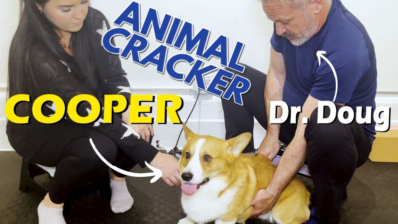 SASSY CORGI TRIES TO BITE ME 😱 DOG CHIRO SESSION