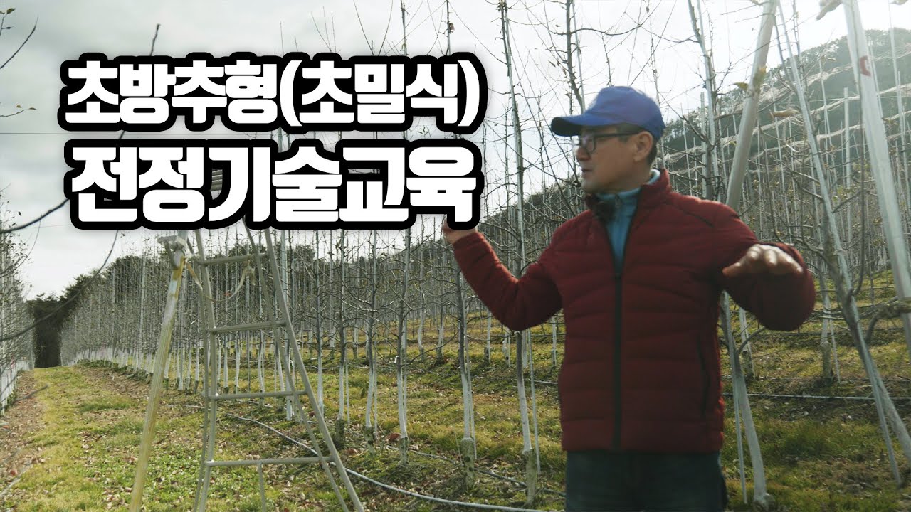 초방추형(초밀식) 사과 전정기술 (사)전국사과생산자협회 교육자료